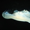 Jelly Fish