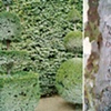 Versailles, Trees