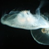 Jelly Fish