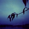 Misty nights in Kinsale