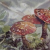 Volo Bog Mushrooms