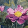Pink Dahlias