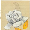 White Rose