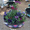 Girlie Trapezoids 
with winter annuals arrangement