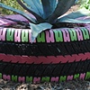 Preppy Agave