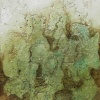 "among mermaids"