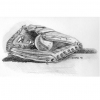"Baseball & Glove"

Featured in Rob Reiner's movie, "Flipped"