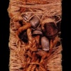 Bound Plank