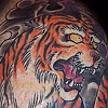 Stiss tiger