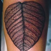 leaf