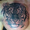 Tiger - Todd