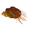 Snail