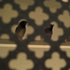 "Confess yourself to the birds, child. They are soul without souls, but our breath is identical."