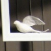Oubliette