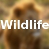 Wildlife