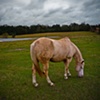 Independence Louisiana