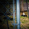 Every few days, a group of neighborhood women feed the homeless cats that live in abandoned homes.  Columbia Heights, DC