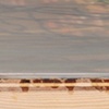 Bog Venus - side view 