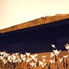 Wendy Hanson
Untitled, 2009
mixed media installation
28 x 144 inches