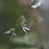 Flower, Strawberry Begonia