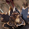 Of Nature Made (detail)