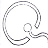 Q = Fertilization