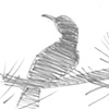 Bird from Twin Peaks