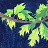 Branch and Leaves