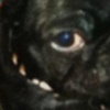 Custom Pug Necklace