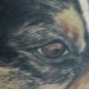 DOG PORTRAIT.. START OF A LEG SLEEVE