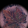 leaf