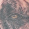 DOG PORTRAIT.. 