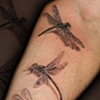 dragonflies