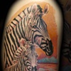 zebra