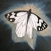 PINE WHITE
(BUTTERFLY NEBULA)