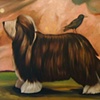 'JOURNEY' (BEARDED COLLIE WITH STARLING)