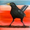 BLACKBIRD 