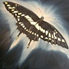GIANT SWALLOWTAIL
(BUTTERFLY NEBULA)