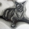 CELESTIAL TONKINESE (COCO)