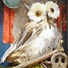 The Owl and the Moon