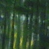 Through the Pines