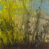 Winter Shrubs