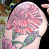 Carnations