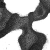 Ficus Aurea 