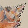 Conch