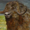 Musk Ox