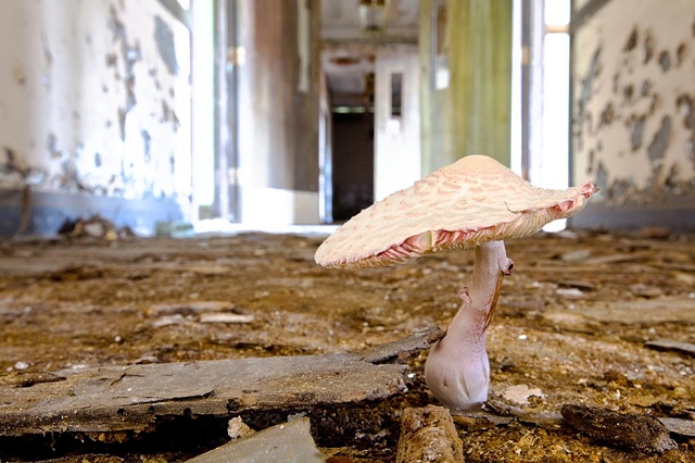 urban decay photography urbex beautiful deconstruction church gary