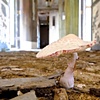A Mushroom Grows in Gary