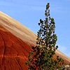 Painted Hill with tree