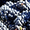 The Harvest